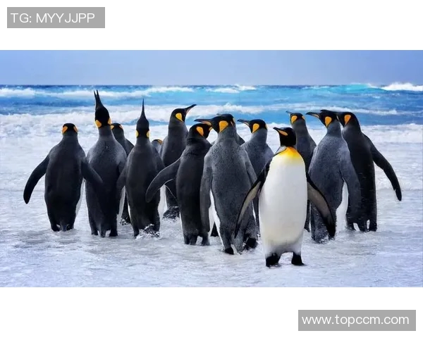 探索斯通斯的历史与文化影响力揭示其在当代社会的独特地位与价值 探索斯通斯的历史与文化影响力揭示其在当代社会的独特地位与价值